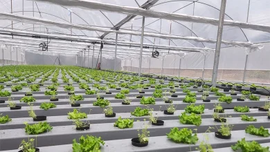 hidroponik tarim sera ornegi